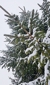 冬天的自然背景 下雪时有细树图片