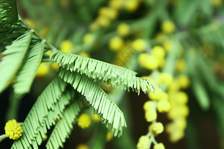 Mimosa黄色花朵 站立 含羞草 8个 荆棘图片