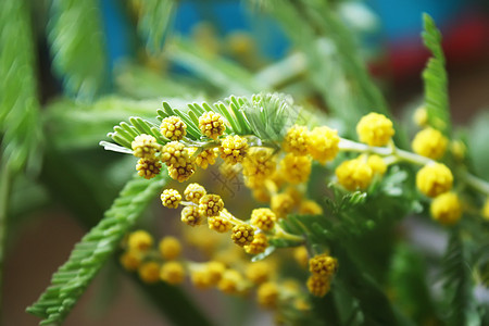 Mimosa黄色花朵 复活节 干净的 站立 8个 植物图片