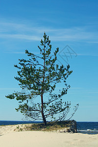 松树生长在沙滩上图片