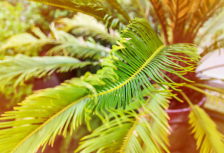 绿色的棕榈叶在柔和的阳光下 天然热带植物背景 休息 生长图片