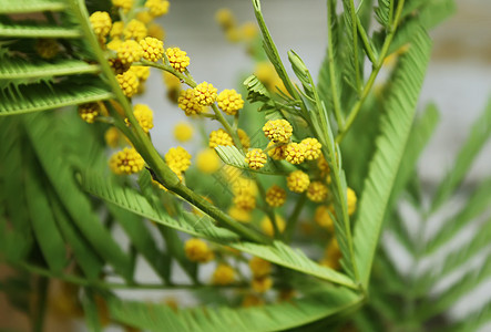 Mimosa黄色花朵 春天 季节 庆祝 站立 花的图片