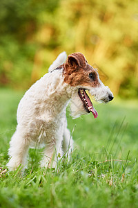 公园里最可爱的狐狸战狗 感情 小猎犬 天 兽医 快乐的图片