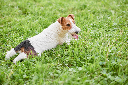 公园里最可爱的狐狸战狗 小猎犬 家庭 毛茸茸的 毛皮图片