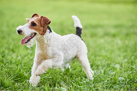 公园里最可爱的狐狸战狗 家庭 毛皮 快乐的 犬类 草地图片