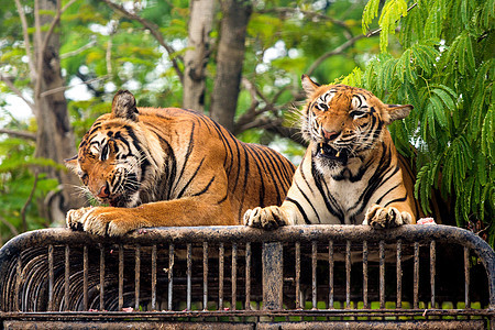 虎虎在动物园的喂养节目 户外 训练 食肉动物 公园图片