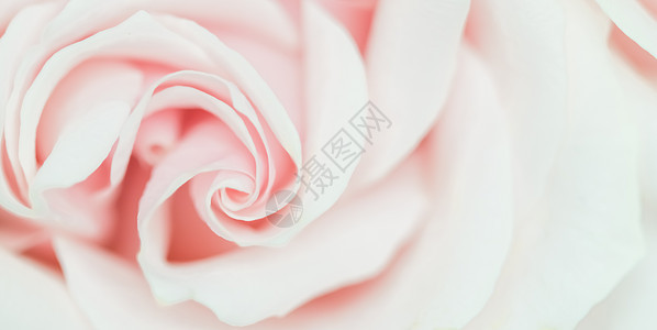 软焦点 抽象花岗背景 粉红玫瑰花 用于假日品牌设计的大型花花背景 植物背景图片