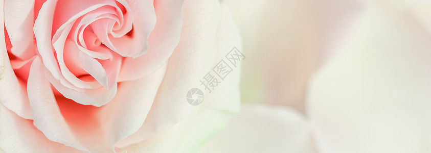 软焦点 抽象花岗背景 粉红玫瑰花 用于假日品牌设计的大型花花背景 卡片 自然背景图片