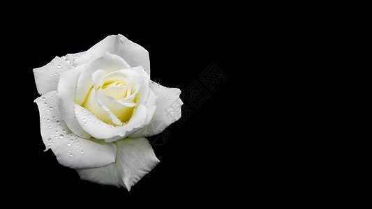 美丽的白玫瑰 在黑色背景上分离露水 喜庆 生日 情人节 母亲节的贺卡理想16x9 16x9图片