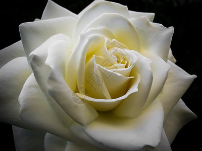 美丽的白玫瑰 在黑色背景上被孤立 为婚礼 生日 情人节 母亲节的贺卡提供理想 假期 花瓣图片