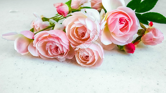 孤立在白色背景上的粉红玫瑰 非常适合婚礼 生日 情人节 母亲节的背景贺卡和请柬 16x9图片