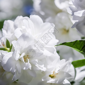 花园里的白磷茉菊花 美丽的 风景 户外 盛开 花瓣图片