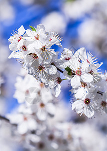 春天樱花的春花 美丽的白花与蓝天 园艺 李子图片