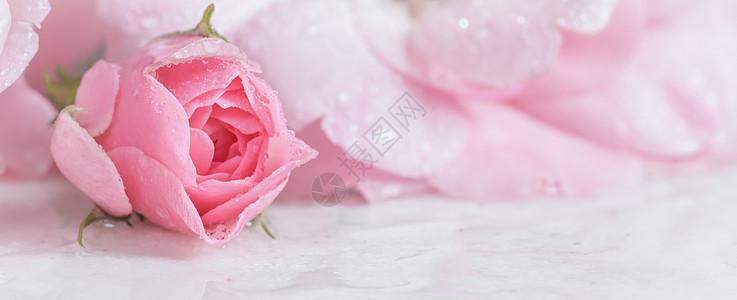 美丽的粉红色玫瑰 白色大理石上有水滴 可以用作背景 软焦点 浪漫风格 天图片