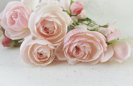 玫瑰馒头粉红玫瑰在白色背景中被隔离 适合背景贺卡和邀请的婚礼 生日 情人节 母亲节等活动 请柬背景