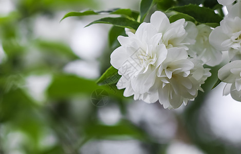 花园里的白磷茉菊花 茉莉花 风景 树 美丽 芽图片