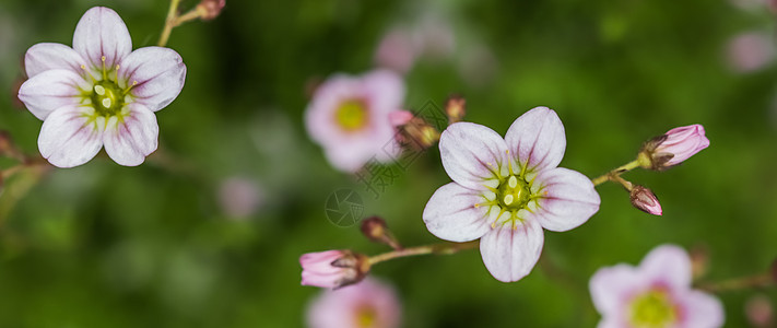 春花园中含盐质草苔的白色粉红色鲜花 花朵 植物图片