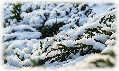 许多松木树枝 上面覆盖着毛白色雪 圣诞和新年的背景情况  info whatsthis图片