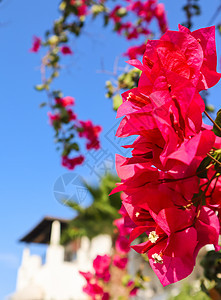 土耳其Bodrum传统夏令花园中美丽的粉红色贝贡维尔花朵 地中海 博德鲁姆图片
