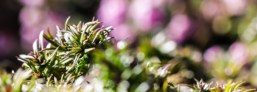 长长扩张花茎 树叶和花朵的绿绿色背景 花园里有克里普·法勒克斯花 地面 生长图片