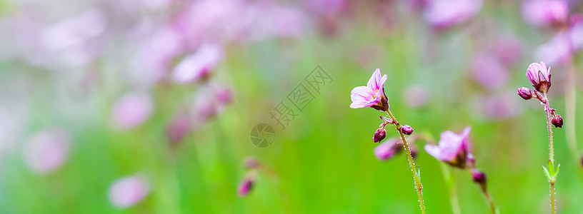 春花园中含盐质草苔的白色粉红色鲜花 场地 生长图片