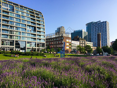 鹿特丹/荷兰 - 2018年6月5日 鹿特丹市的当代建筑和前面的花朵图片