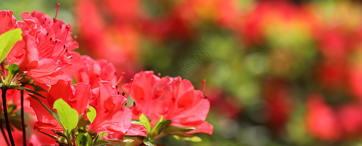 春花园中美丽的红沙拉花朵的开张 植物群 花的 开口图片