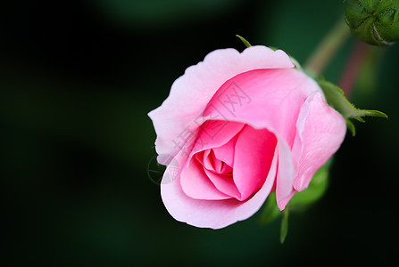 黑色背景的软粉红色玫瑰 生日 情人节和母亲节都适合打贺卡图片