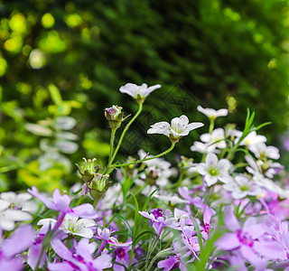 春花园中含氧化香和紫色光化的白花朵 季节 风景图片