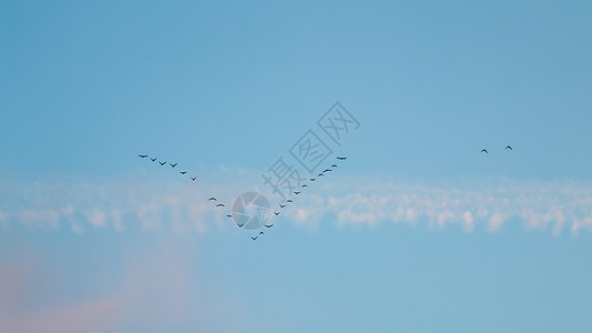 成群的野鸟在蓝天的楔形中飞翔 阳光下有白色和粉红色的云彩 飞行 动物图片