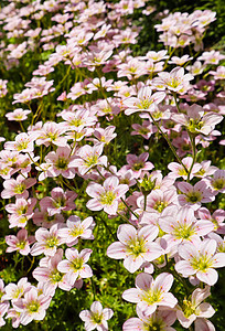 春花园中含氧化香的白花 假期 环境 花瓣 开花 植物学图片