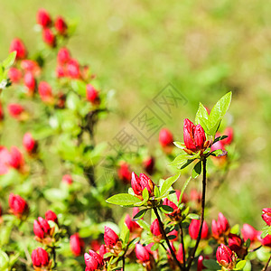 春花园中鲜红的zalea花和芽花 园艺概念 生长 夏天图片