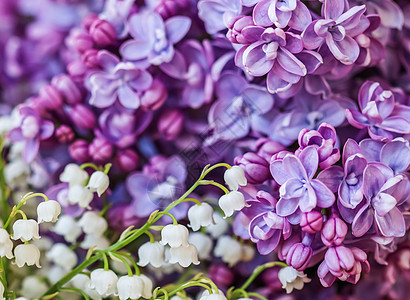 花卉花朵花瓣和峡谷花的百合李 盛开的紫色花丽花花 紫丁香 绽放图片