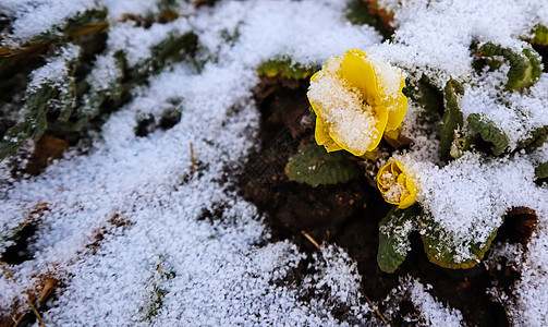 春天花园里盛开着白雪覆盖的黄色报春花图片