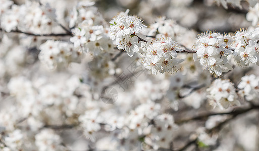 春天的樱花花 美丽的白花 树 假期 风景图片