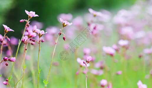 春花园中含盐质草苔的白色粉红色鲜花 夏天 环境图片