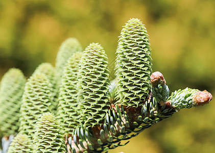 在春花花园里 韩国圆形的枝子和年轻的锥子 季节 植物群图片