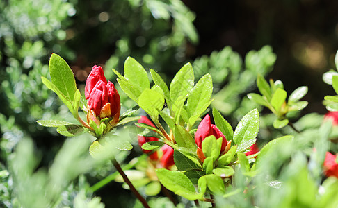 春花园中美丽的红沙拉花朵的开张 花的 春天 自然图片