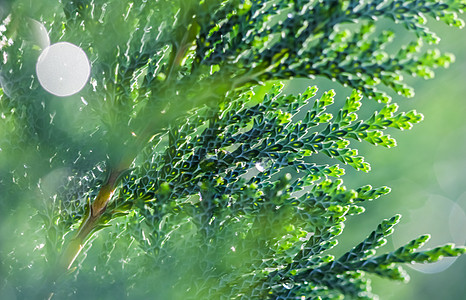 长青锥形树的蓝色紧闭叶子 劳森 Cypress 或夏美西帕里草原 雨后 光反射极深浅 宏观摄影 有选择的重点 模糊的自然背景图片