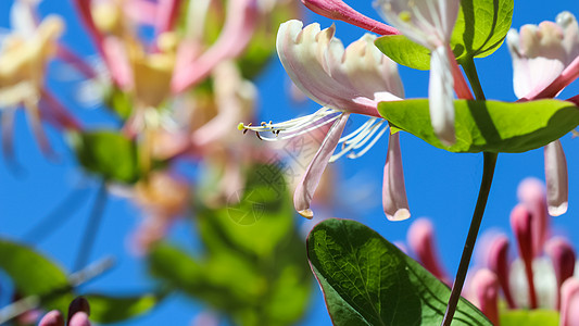 花园里的粉红蜂蜜花蕾和花朵山地 盛开的木丁 园丁 芽图片