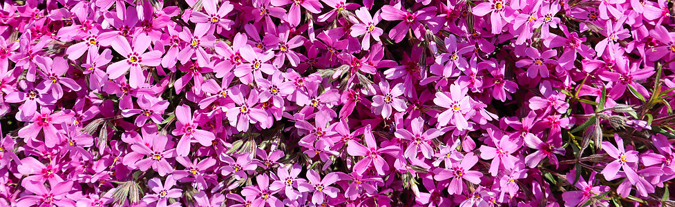 春天粉红花 Phlox 的背景 美丽的 环境 植物群图片