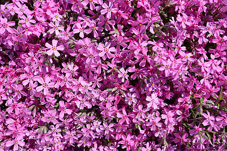 春天粉红花 Phlox 的背景 美丽的 绽放 植物图片