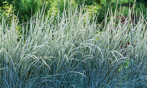 蓝色蓝青草和白绿色条纹 蓝色花粉和亚勒芬纳瑟姆叶拉提乌斯泡泡素 小穗 植物学图片