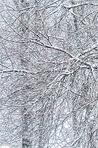 白雪和寒冷的天气下自然风景 冬季公园落雪 在冬季公园中降雪 霜 童话图片