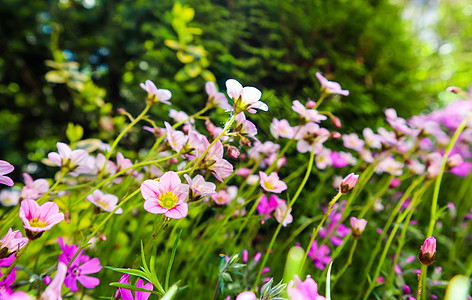 春花园中含氧化香的白花 植物 假期 花瓣 夏天图片