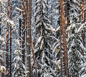 冬季圣诞节期间 在阳光明媚的寒冷日子里 云杉林覆盖着新鲜的雪 冰冷的 环境图片
