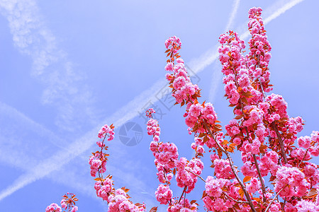 美丽的萨库拉树或樱桃树 春月花粉红 风景 季节图片