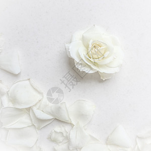 美丽的白玫瑰和白色背景上的花瓣 婚礼 生日 情人节 母亲节贺卡的理想选择 爱 庆典图片