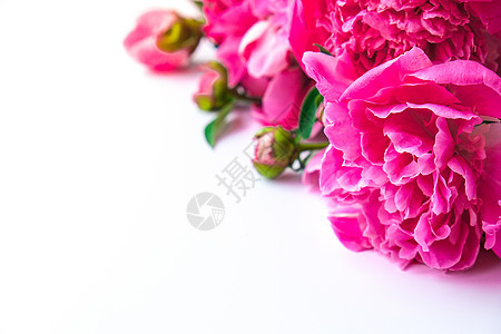 白色背景上明亮的粉红色牡丹 夏季插花 贺卡的背景 复制空间 假期生日情人节的概念gif 浪漫的 空的图片