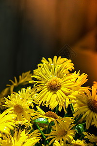 滚动的花层背景 有水滴的黄色甘菊 Flower 假日背景 场地 季节图片